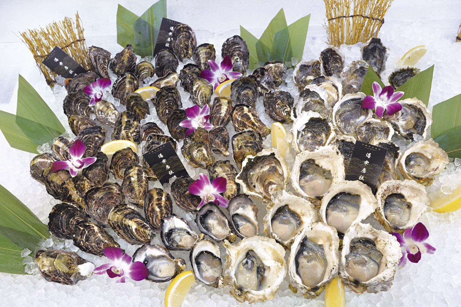 新春 牡蠣祭り開催!!青島フィッシャーマンズだけの楽しみ【海幸彦牡蠣】を味わおう!!